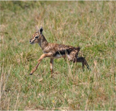 newborn baby gazelle