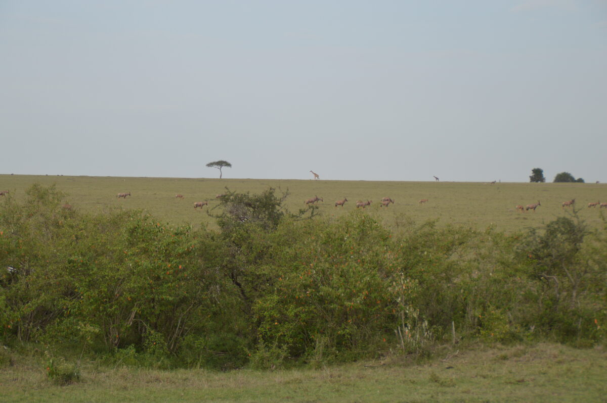 Giraffes in the African 