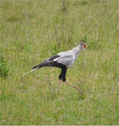 Secretary bird