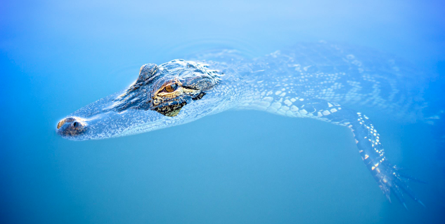 Photo of an alligator swimming in very blue water.