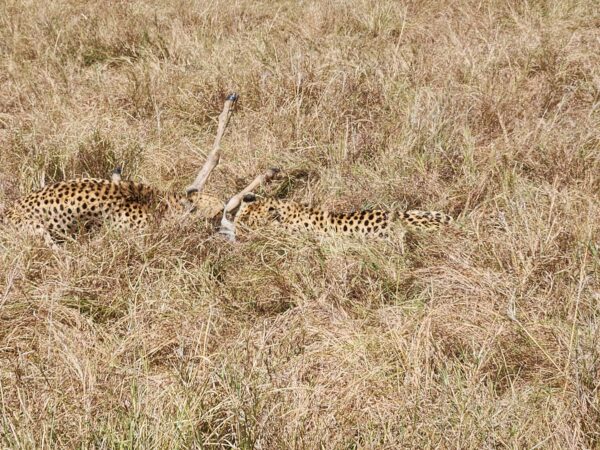 Photo of two cheetahs attacking a wildebeest in the African grassland.