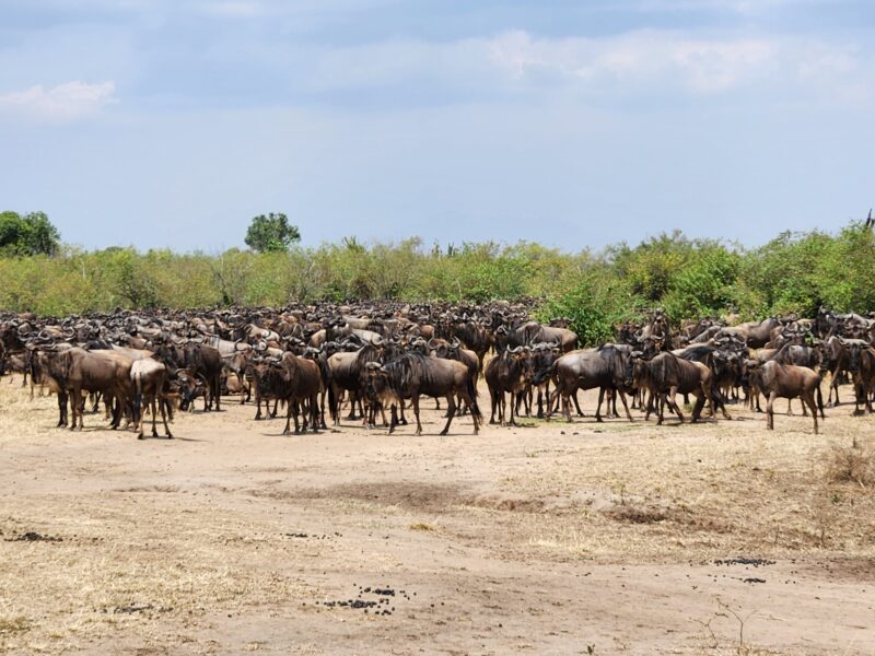 Photo of wildebeest herd on Africa