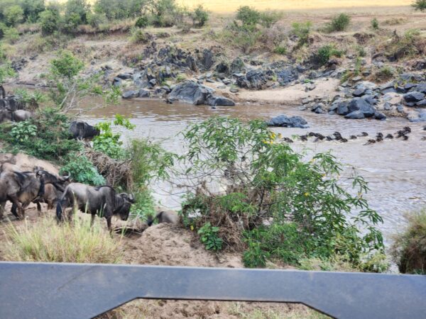 Photo of wildebeest beginning their migration as they cross the Mara river in Africa.