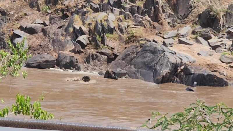 Photo of a crocodile attacking and submerging a wildebeest in the Mara River.