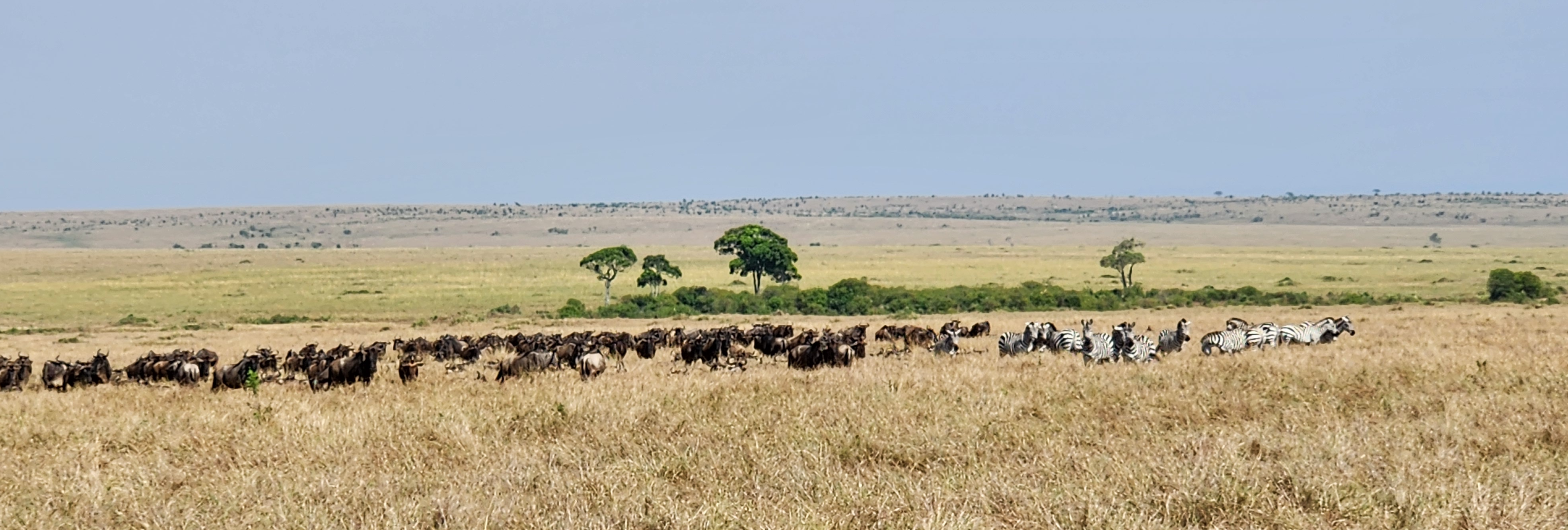 Photo of wildebeest and zebra migrating together on the African grassland